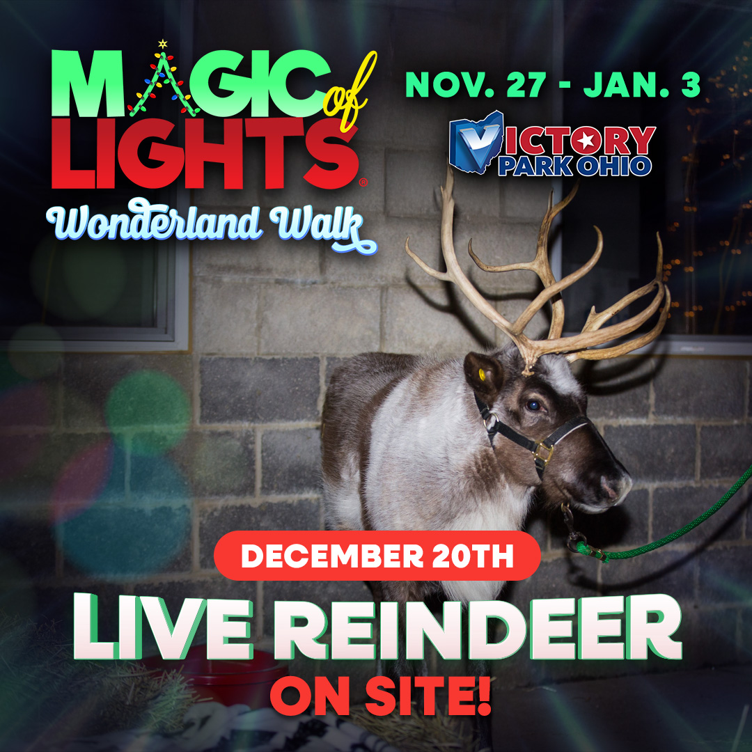 Live Reindeer on December 20th